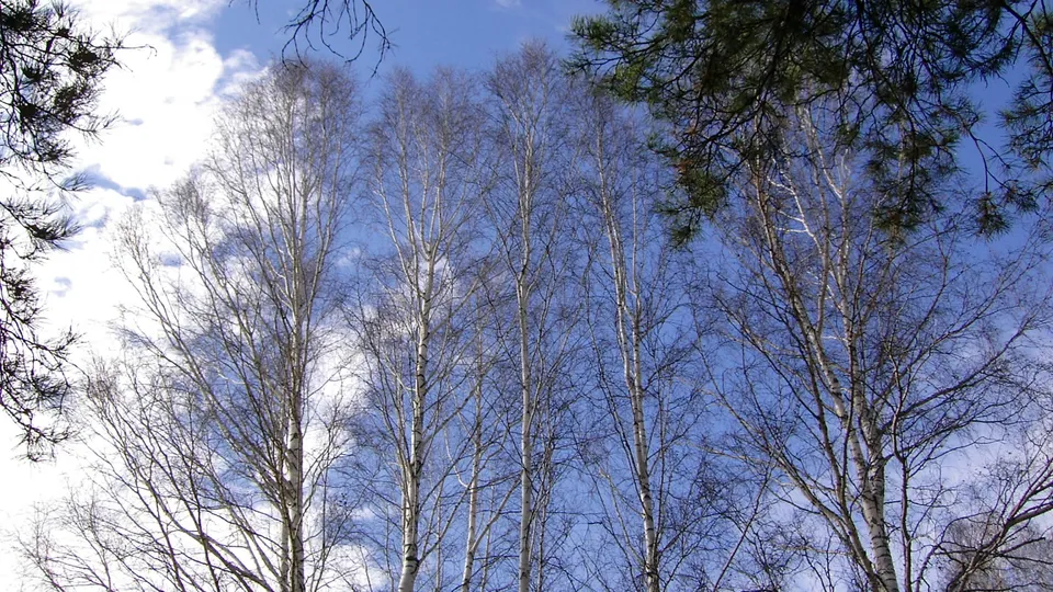 Tall birch trees with bare branches are seen against a bright blue sky dotted with clouds.