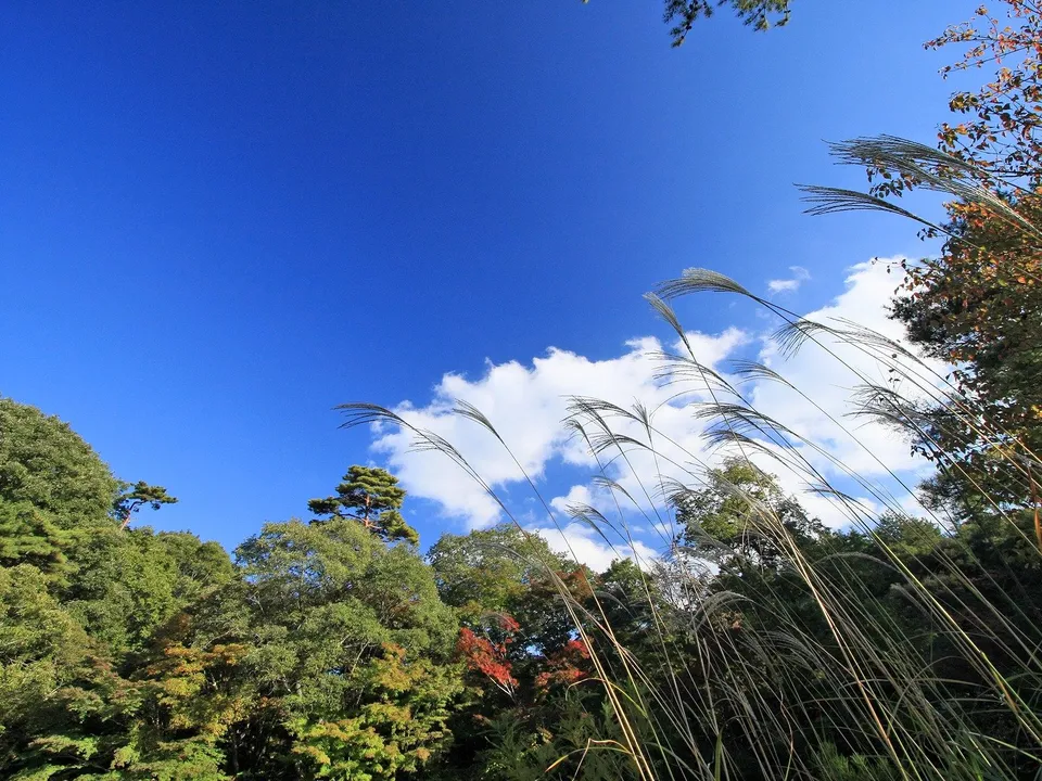 Tall ornamental grass plumes sway in the wind against a vibrant blue sky with scattered white clouds.