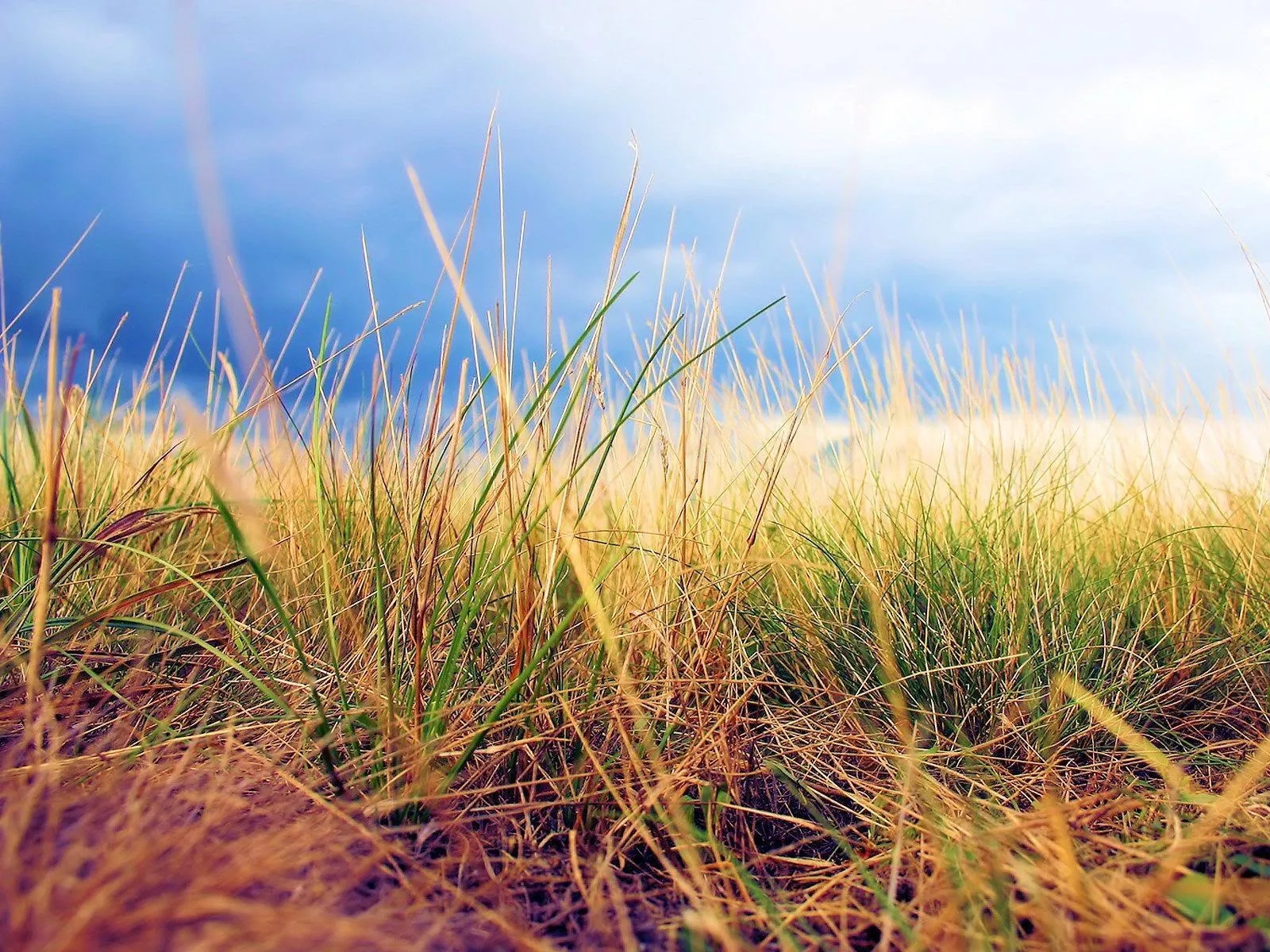 Close-up view of dry and green grass stalks against a blue sky with clouds.