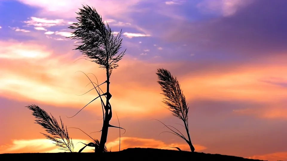 Silhouettes of tall grass stalks against a vibrant sunset sky with purple and orange clouds.