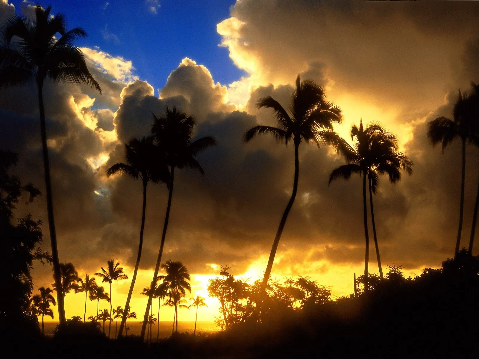 Tall palm trees are silhouetted against a vibrant sky with golden clouds.
