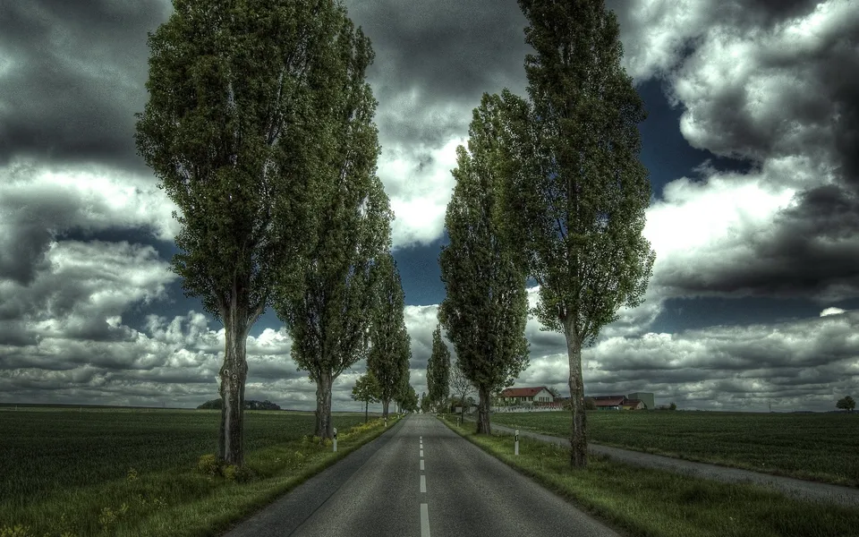 A road lined with tall, mature trees creates a natural tunnel effect under a dramatic, stormy sky.