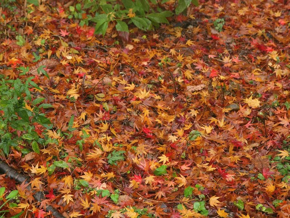 The forest floor is covered in a thick layer of fallen maple leaves displaying a vibrant tapestry of autumn colors.
