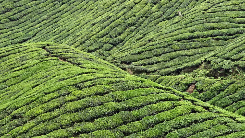 Terraced green tea bushes cover rolling hills under a bright sky.