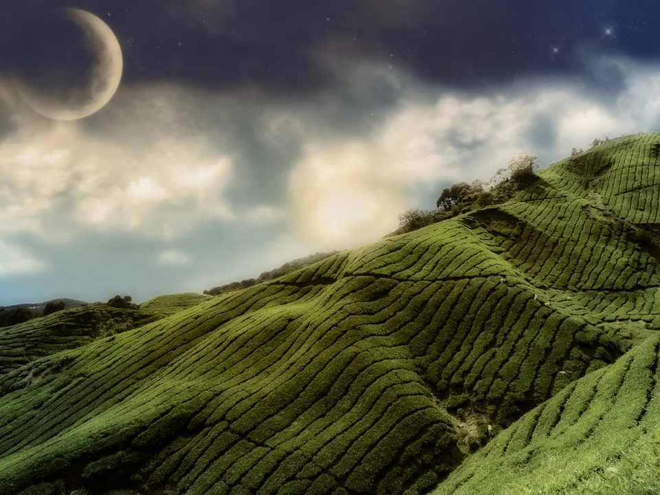 Rolling green tea plantations under a cloudy sky with a large moon and stars.
