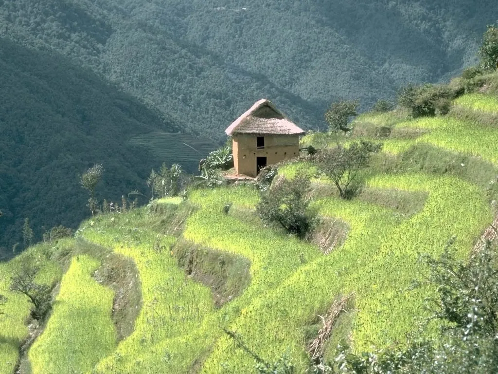 A small, traditional house with a thatched roof sits on a hillside covered in vibrant green terraced fields.