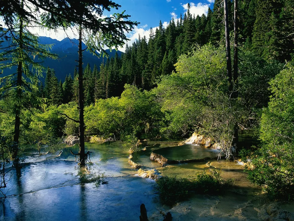 A series of vibrant, multi-tiered pools with clear turquoise water, surrounded by dense green forest and mountains in the background.
