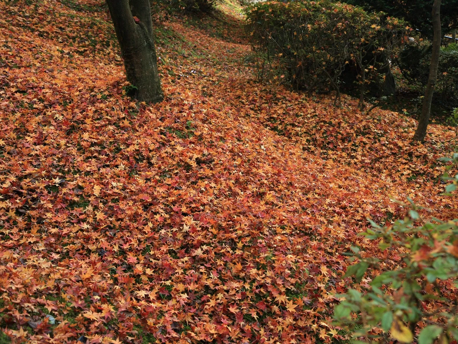 The ground is completely covered in a thick layer of fallen maple leaves in shades of red, orange, and yellow.