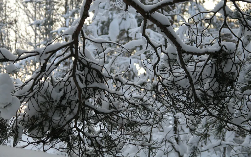 Thick snow blankets pine branches in a forest setting.