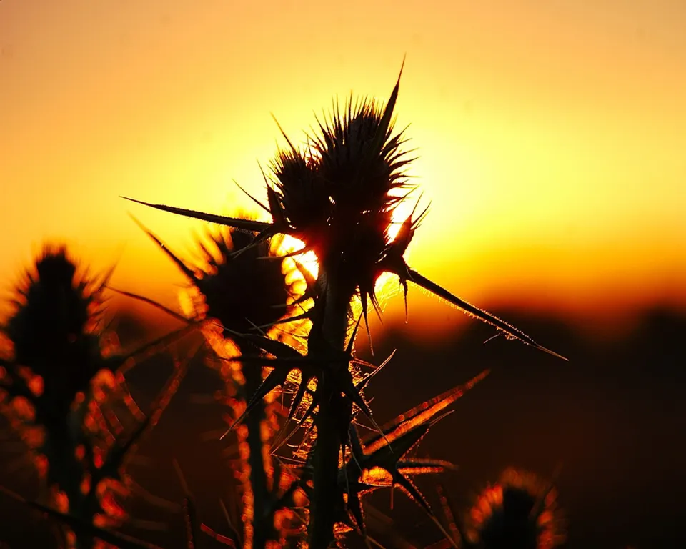 Close-up silhouette of a thistle plant with sharp spines against a bright orange and yellow sunset.