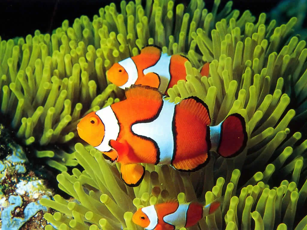 Three clownfish swim within bright green sea anemone tentacles.