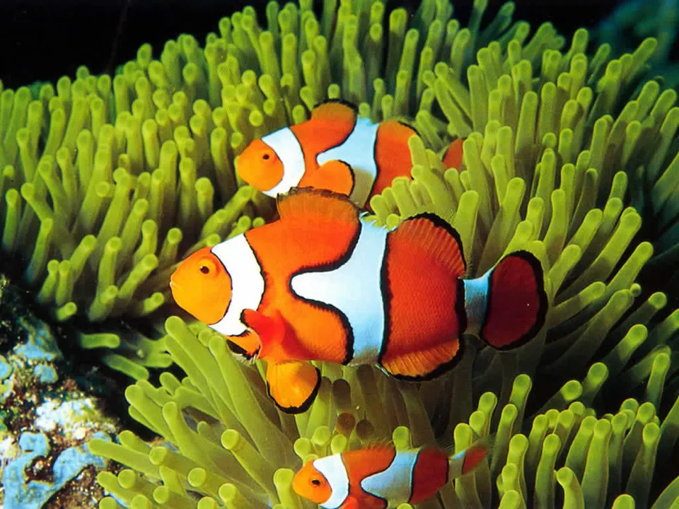 Three clownfish swim within bright green sea anemone tentacles.