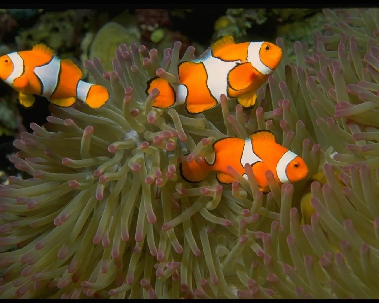 Three orange clownfish swim among the tentacles of a green anemone.
