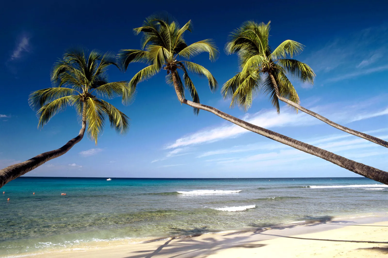 Three palm trees with green fronds arch over a sandy beach with turquoise ocean waves.