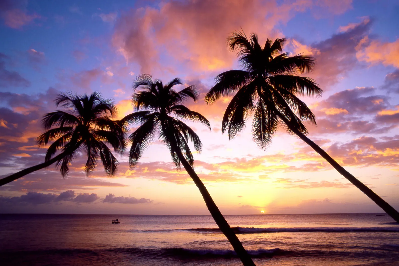 Silhouetted palm trees against a vibrant sunset sky with pink and orange clouds over the ocean.