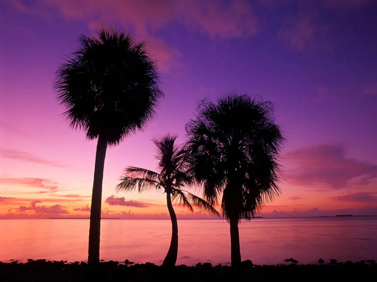 Three silhouetted palm trees against a purple and orange dusk sky.