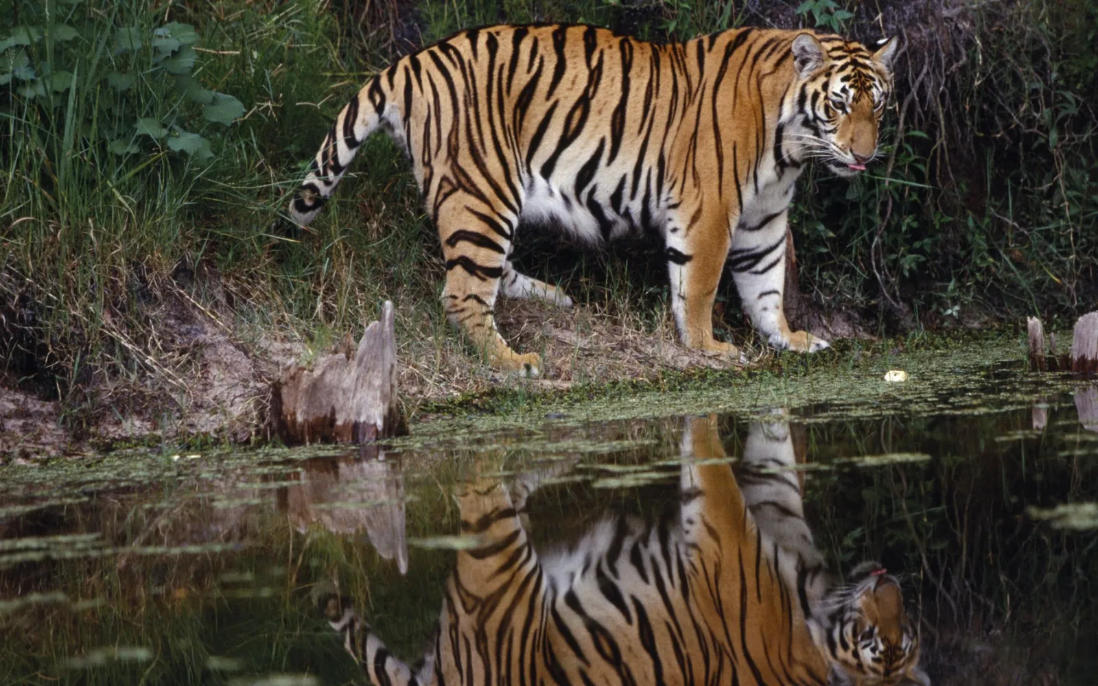 A Bengal tiger stands on the grassy bank of a body of water, its reflection clearly visible.