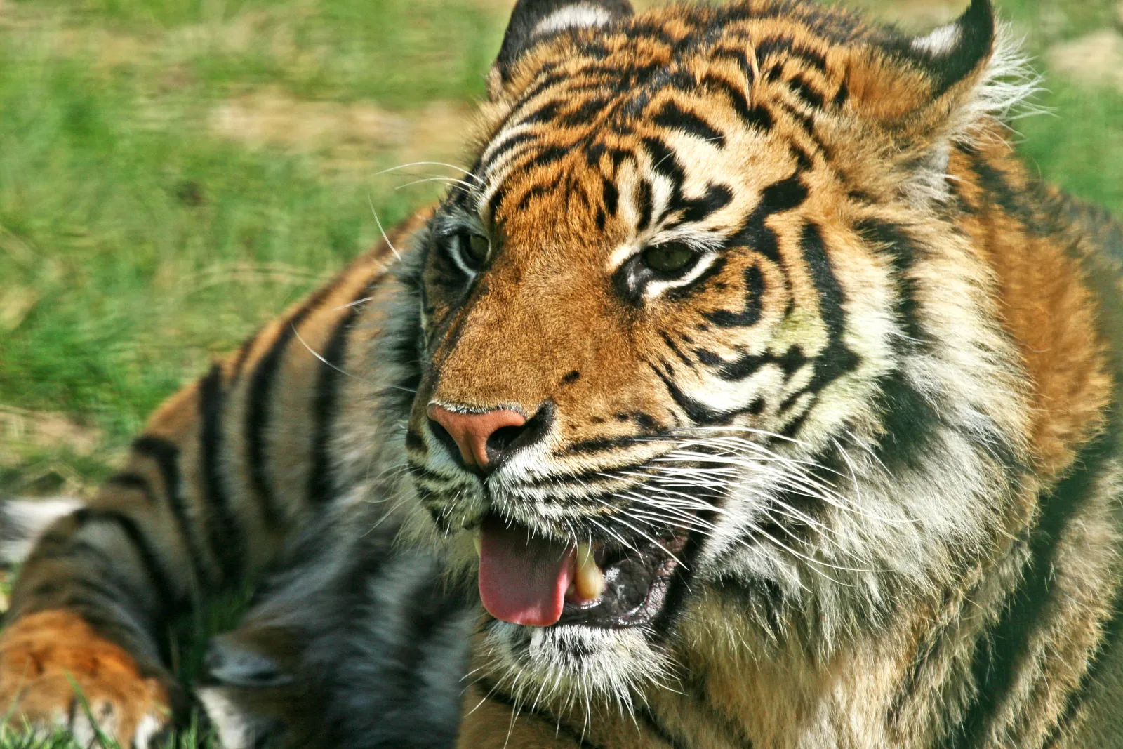 A close-up of a tiger's face with its mouth open and tongue out, lying on grass.