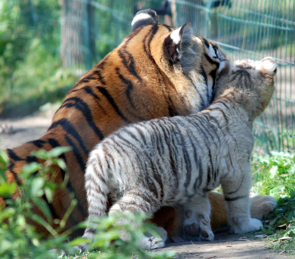 A tiger cub nuzzles against its mother's head, with a green fence in the background.