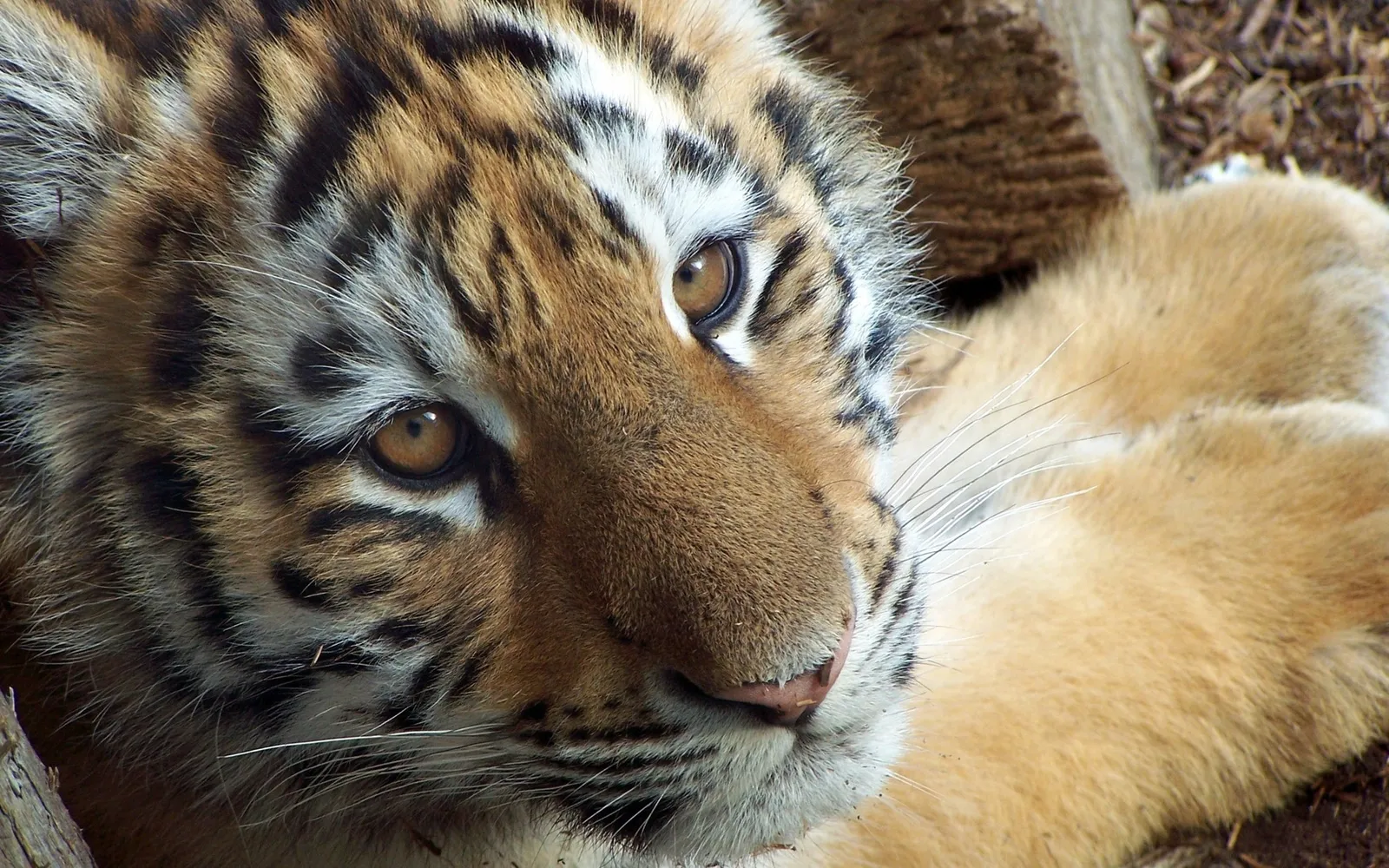 A close-up of a tiger cub's face, showing its eyes, nose, and striped fur.