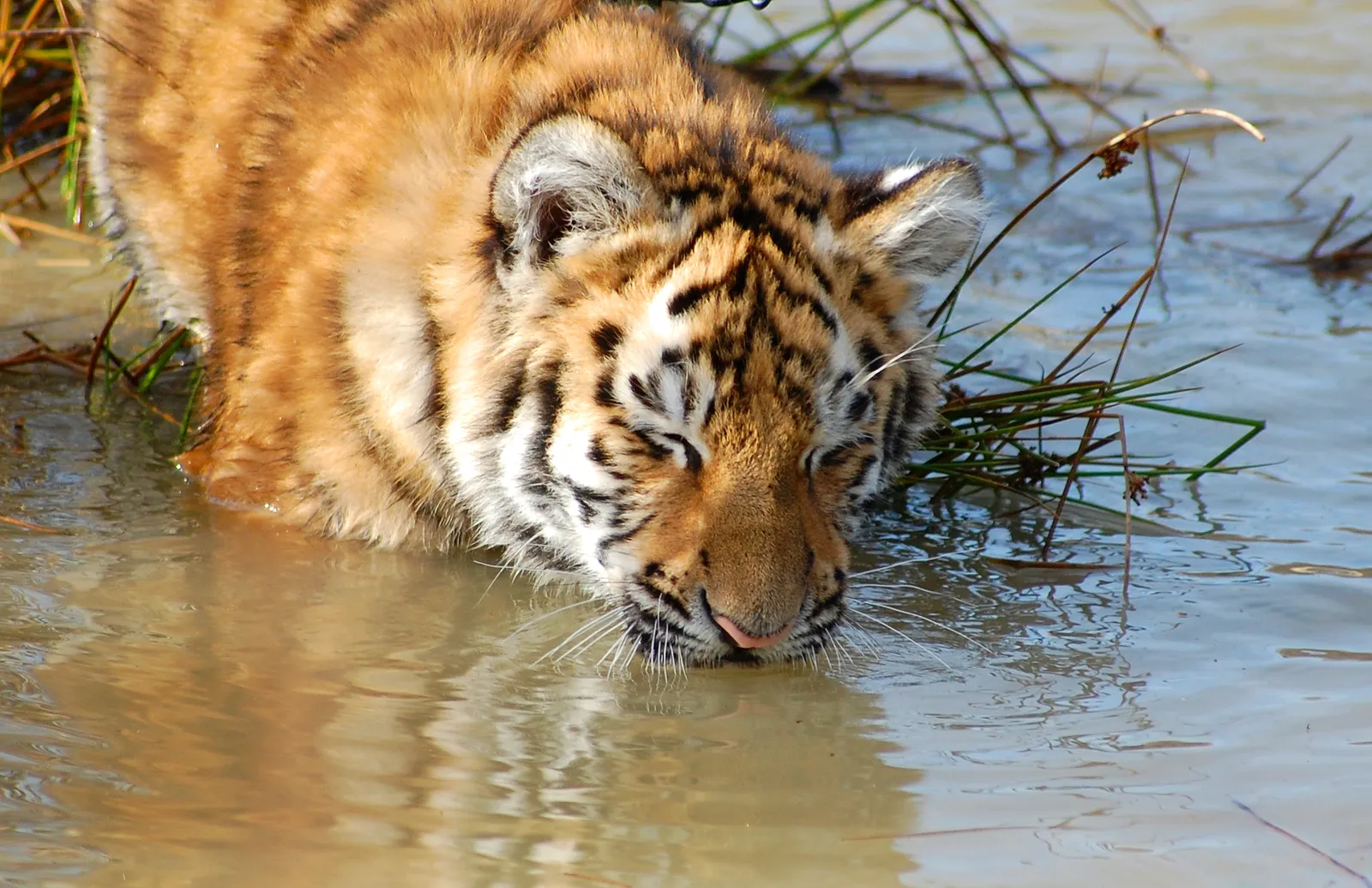 A close-up of a tiger cub with its eyes closed, drinking water from a shallow stream.