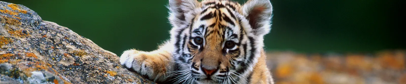 A close-up of a young tiger cub with striking stripes, resting its paw on a lichen-covered rock.