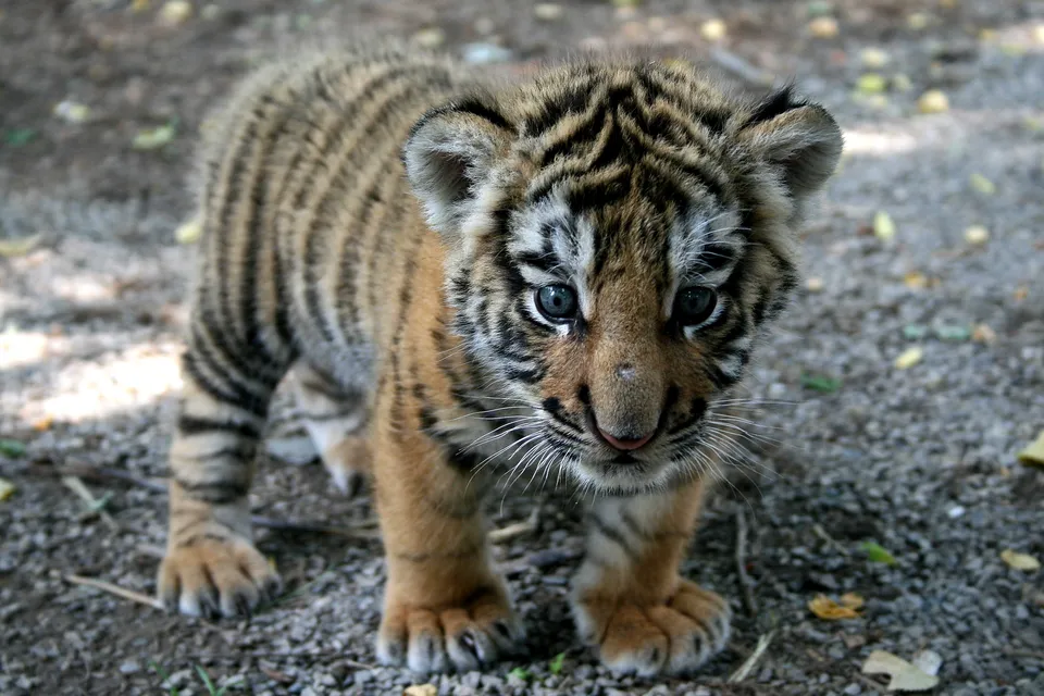 A young tiger cub with black stripes and blue eyes stands on a gravelly ground.