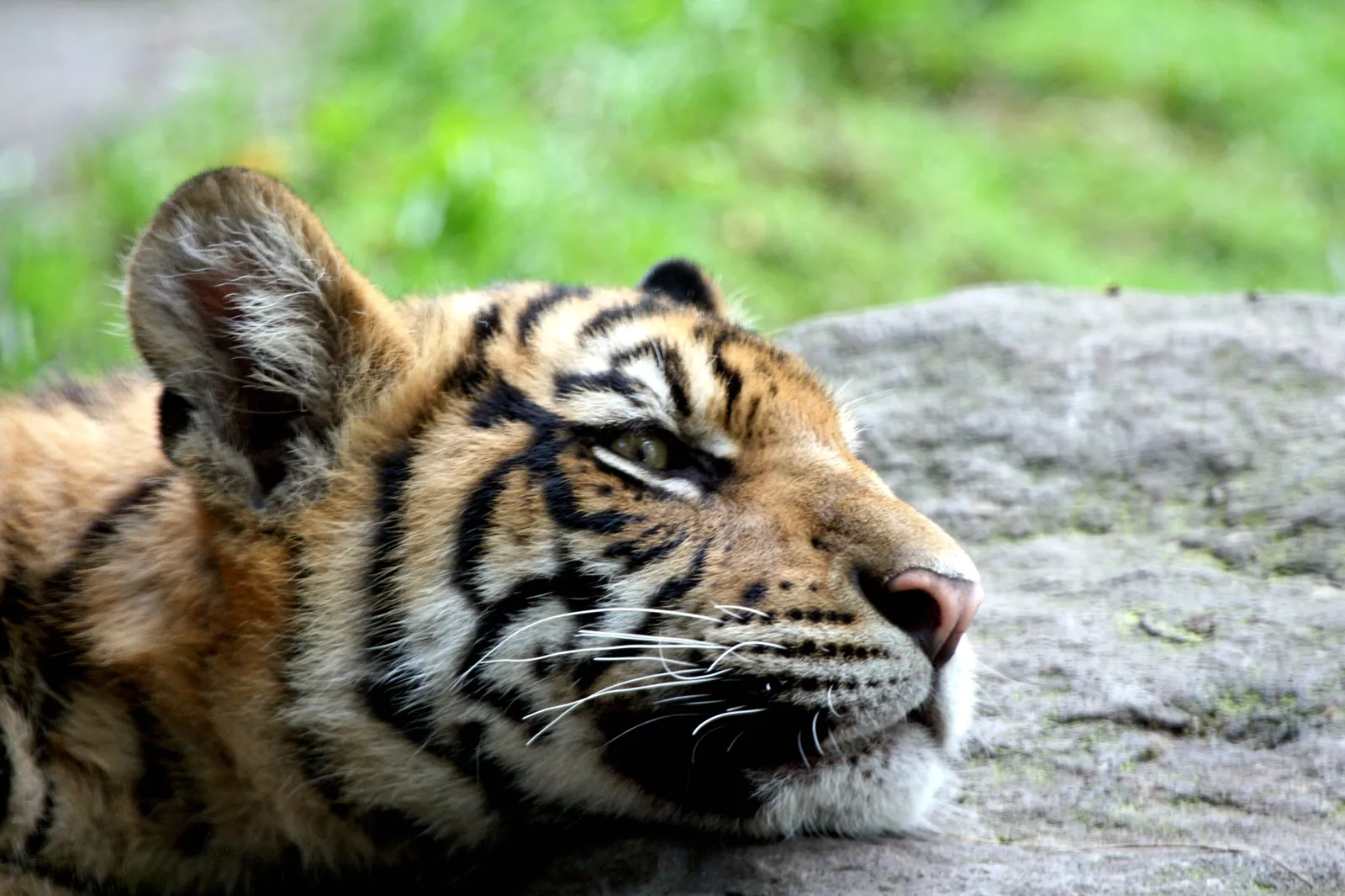 A close-up profile view of a tiger cub resting its head on a rock, with green foliage in the background.