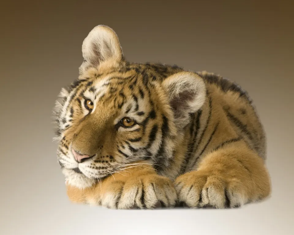 A young tiger cub with orange and black stripes lies down, looking to the side with its paws tucked in.