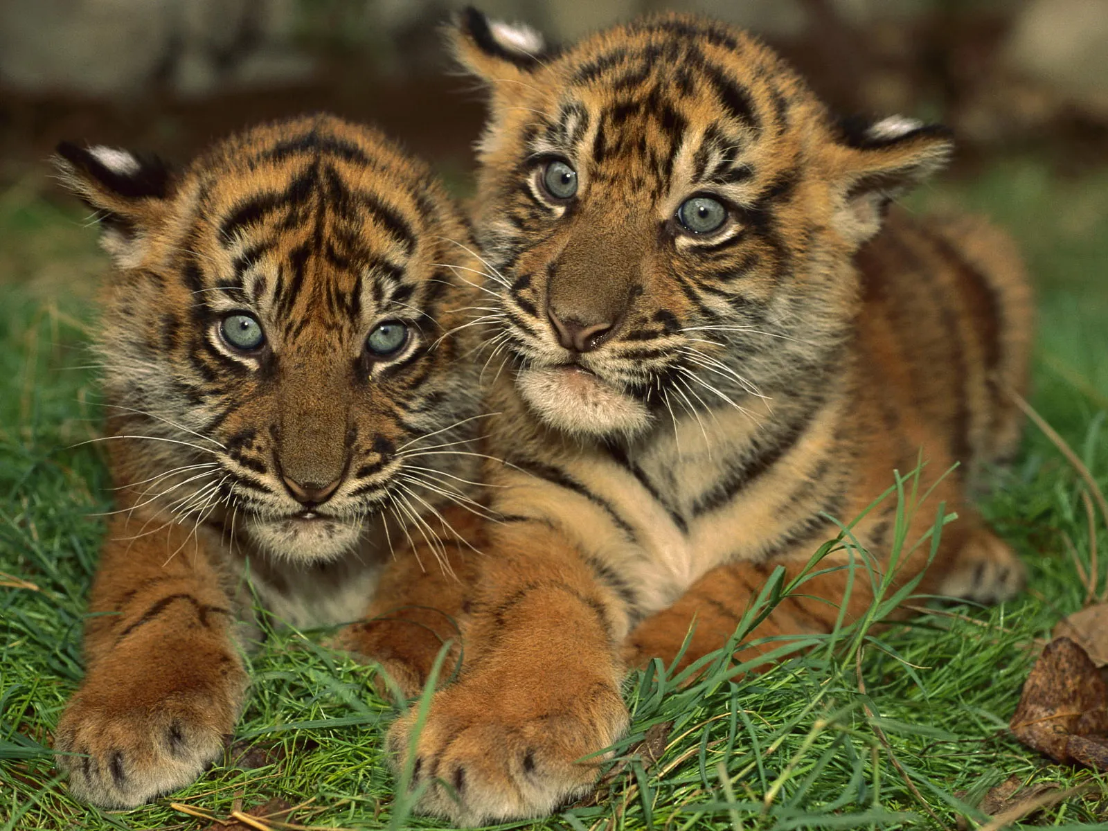 Two young tiger cubs with distinctive blue eyes lie close together in green grass.
