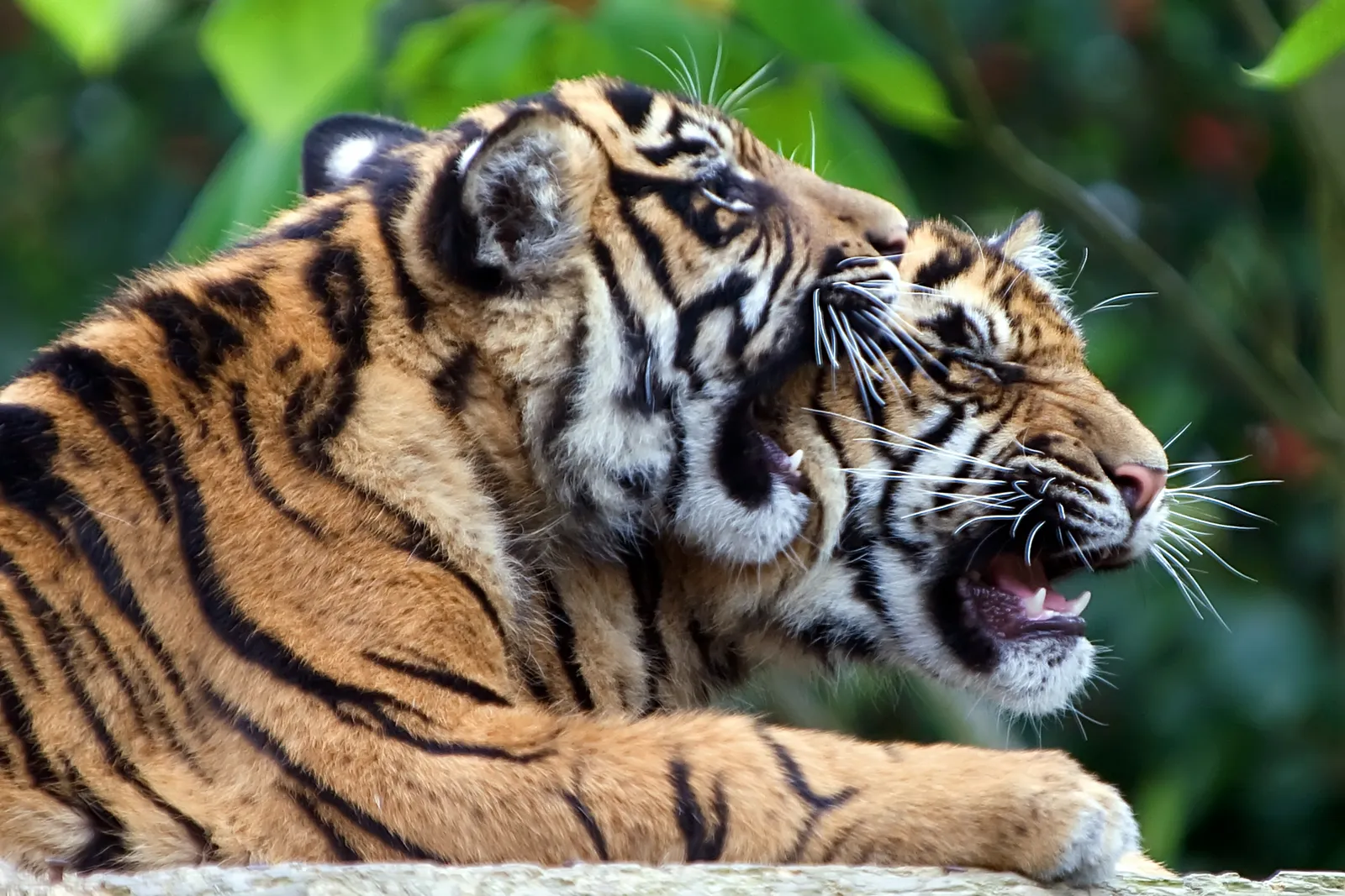 Two tiger cubs are playfully biting each other's faces, with their mouths open and teeth showing.