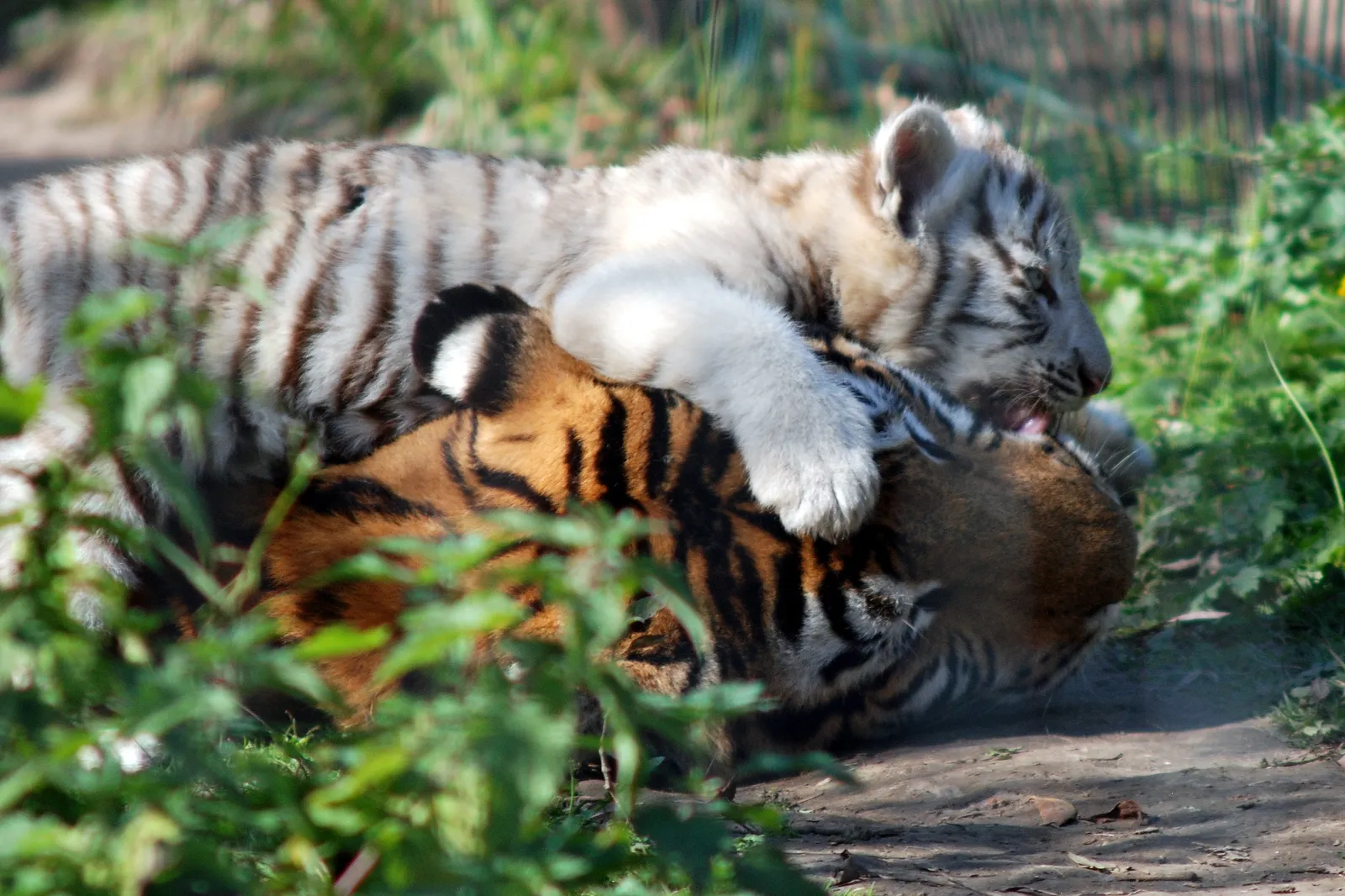 Two tiger cubs, one white and one orange, are playfully wrestling on the ground, with green foliage in the foreground.