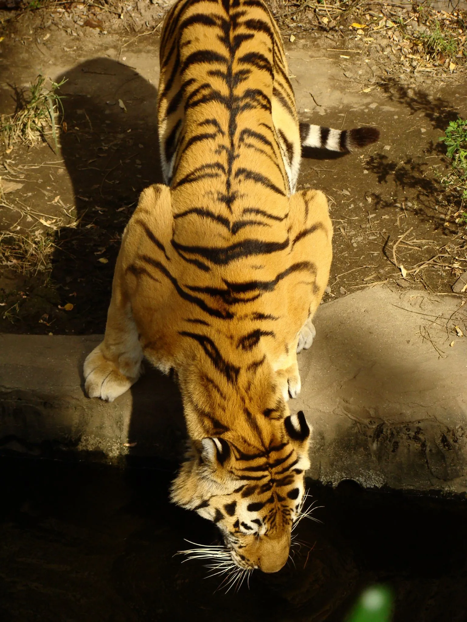 A tiger bends its head down to drink from a dark pool of water, its striped fur is visible.