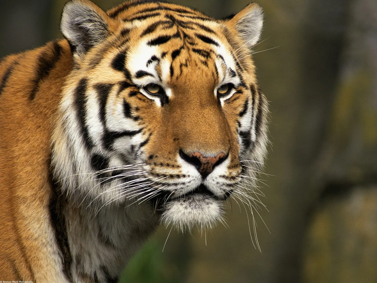 A close-up photograph of a tiger's face, highlighting its striped fur and intense gaze.
