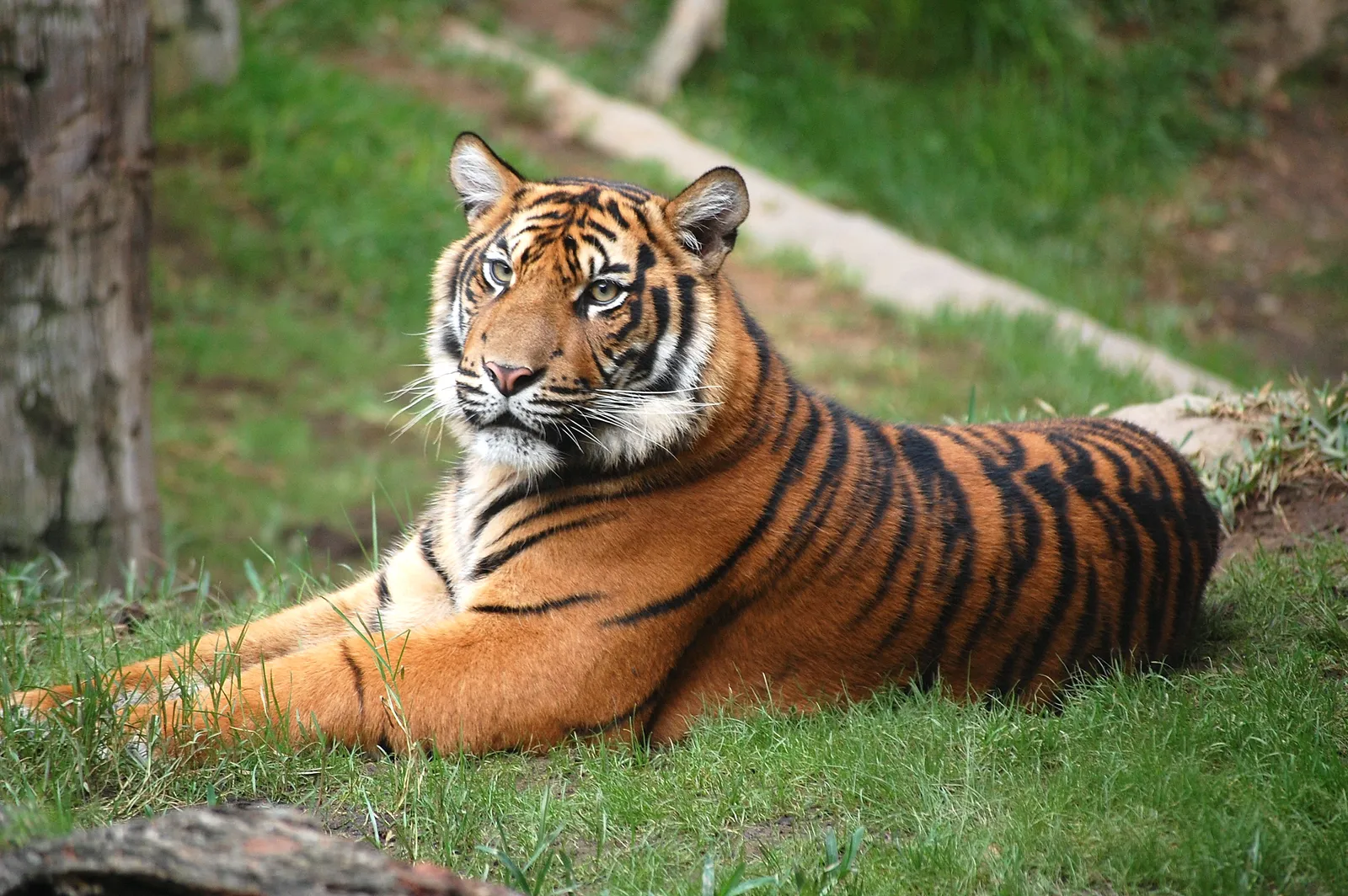 A tiger lies on its side on a grassy slope, looking to the left with its head slightly raised.