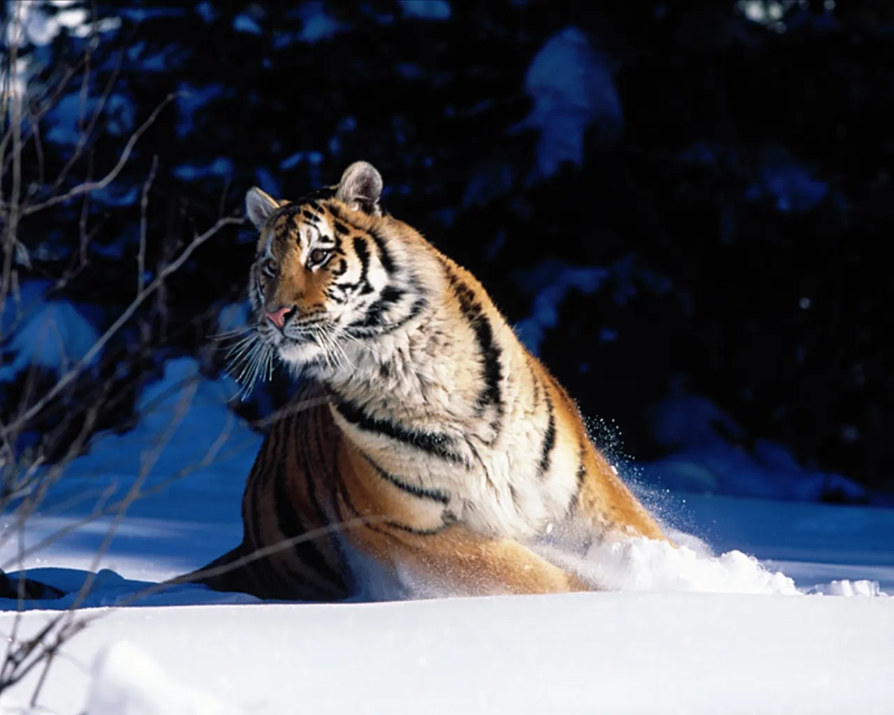 A Siberian tiger walks through deep snow in a dark forest, kicking up snow.