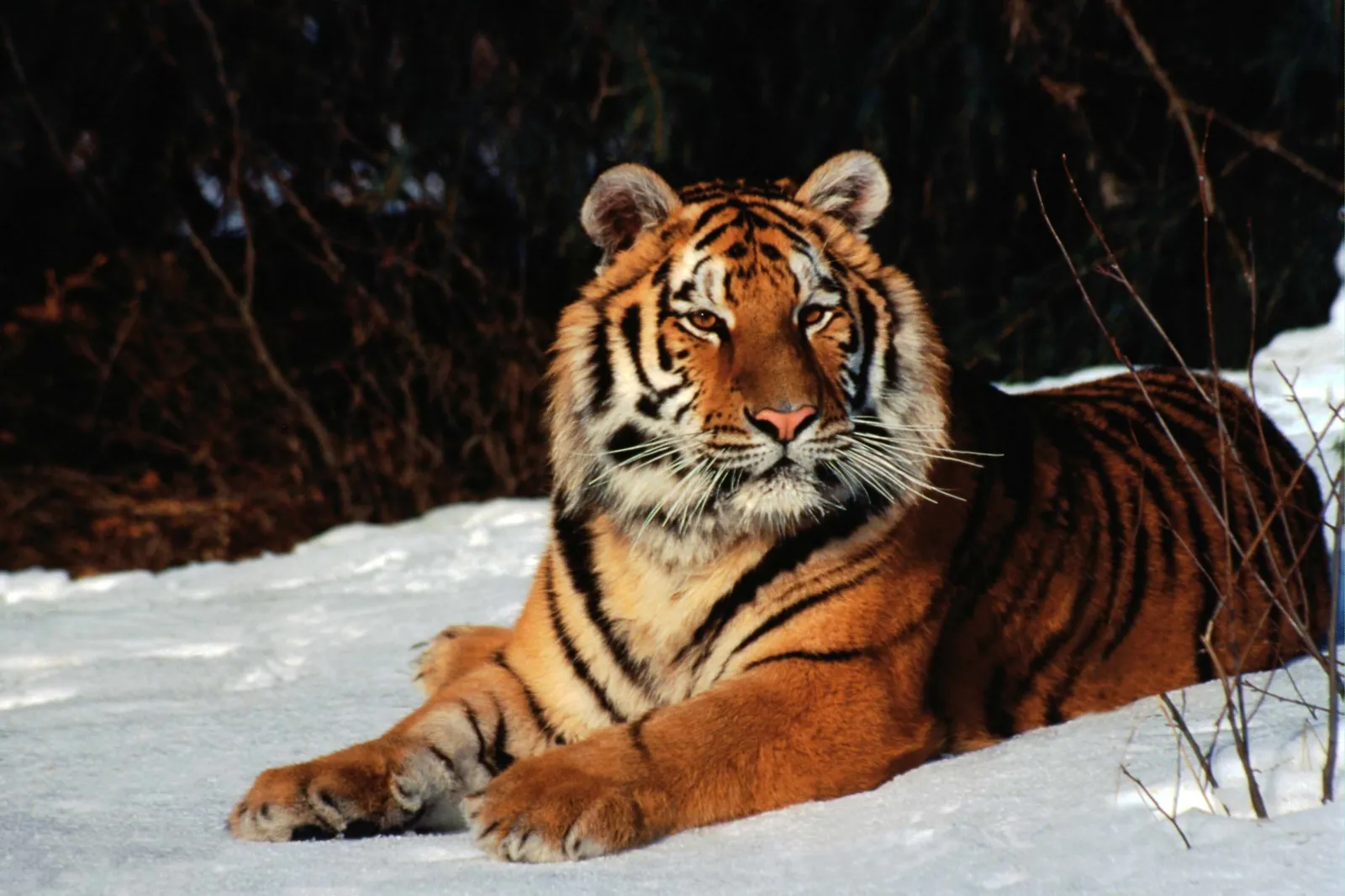 A tiger with orange and black stripes lies in the snow, looking towards the camera.