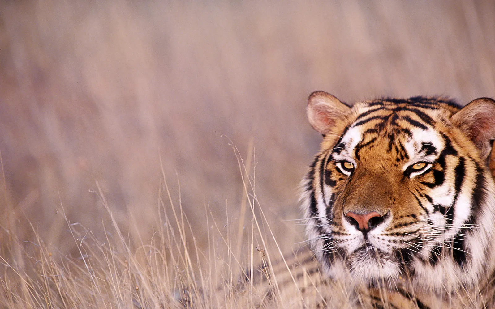 A tiger's face is visible in the right half of the frame, peering out from dry, tall grass.