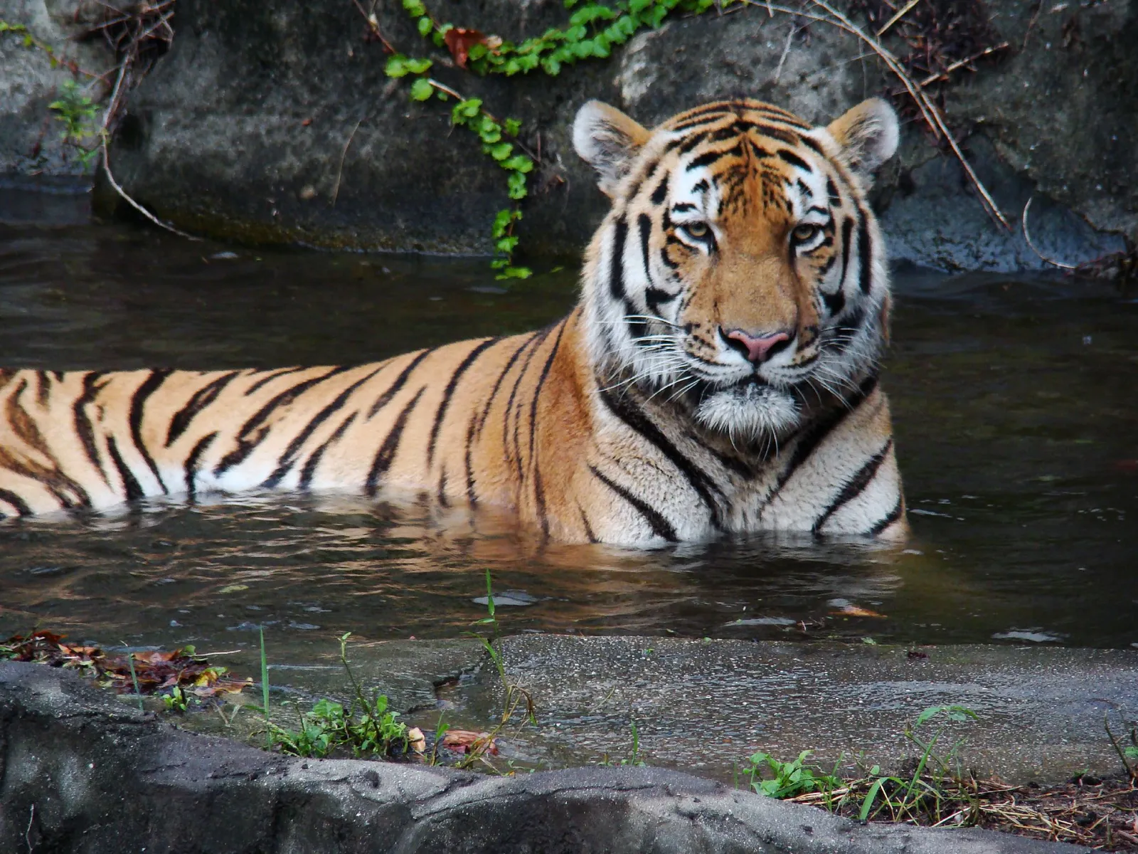 A tiger with orange and black stripes is partially submerged in dark water, looking directly at the camera.