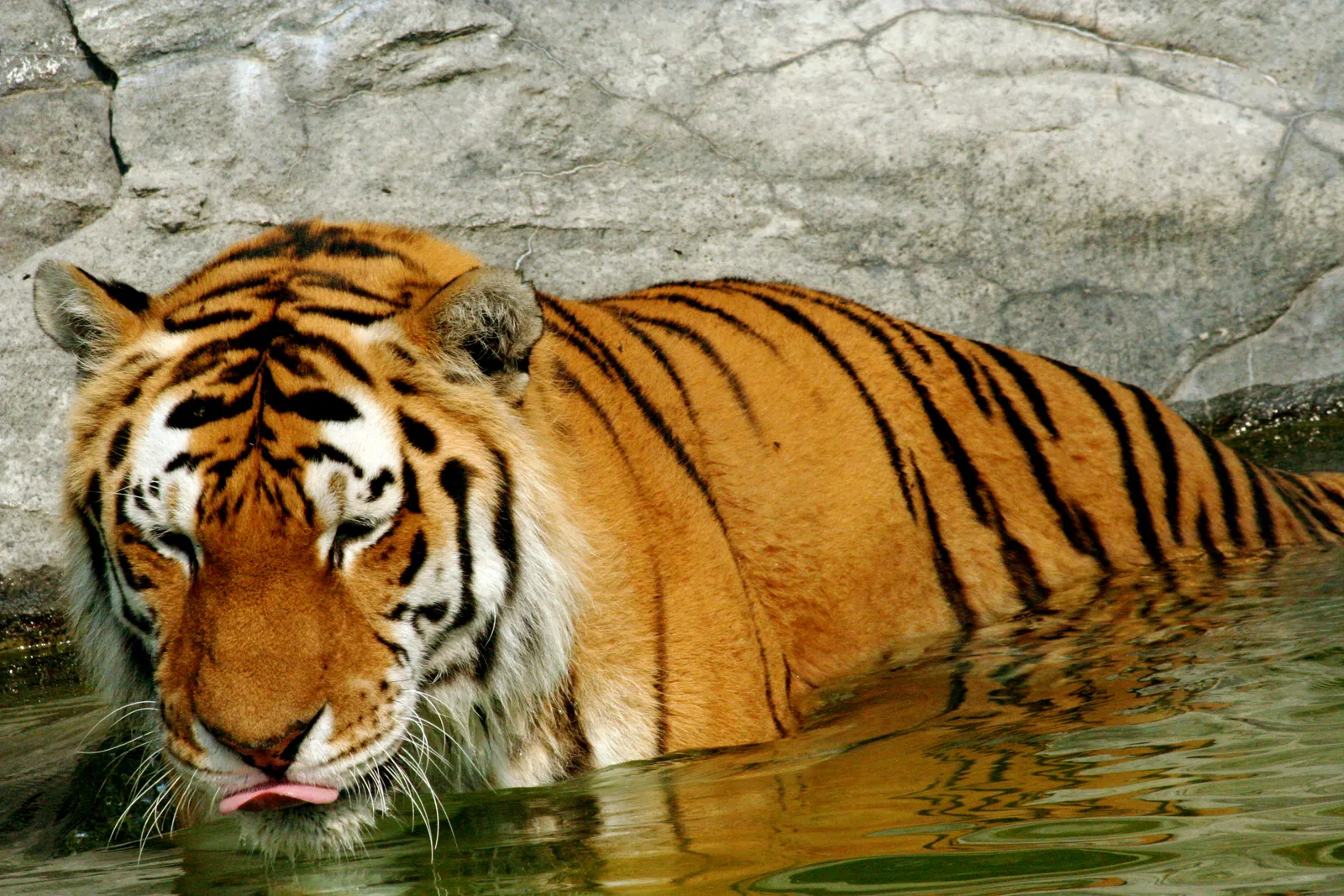 A tiger is partially submerged in green water, with its tongue sticking out.