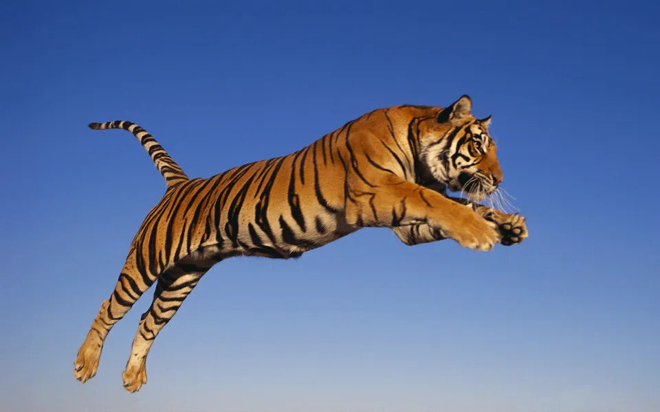A tiger is captured mid-air, leaping gracefully against a solid blue sky.