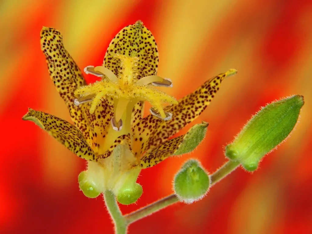 A close-up of a yellow and brown spotted tiger lily flower with green buds in the background.