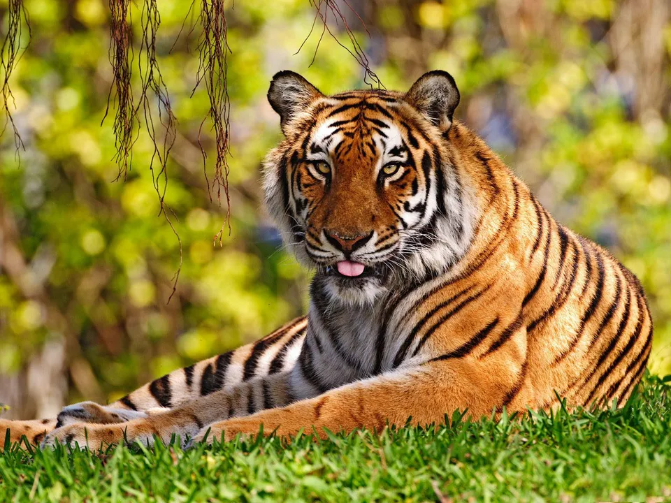 A Bengal tiger lies on green grass with its tongue sticking out slightly, looking towards the camera.