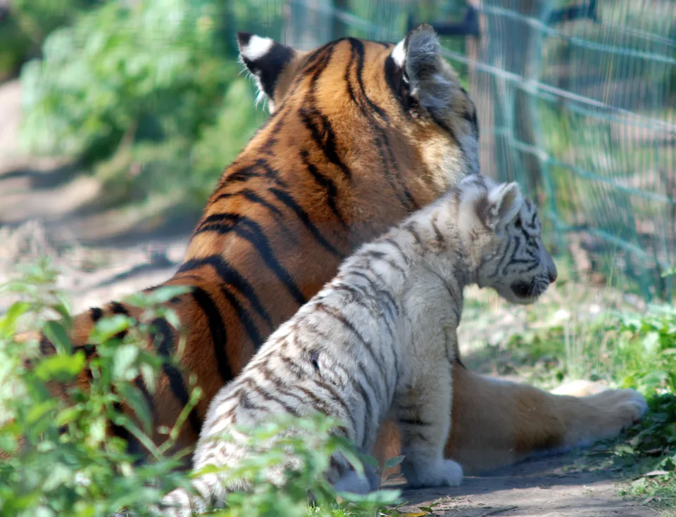 A white tiger cub sits next to its orange and black striped mother tiger.