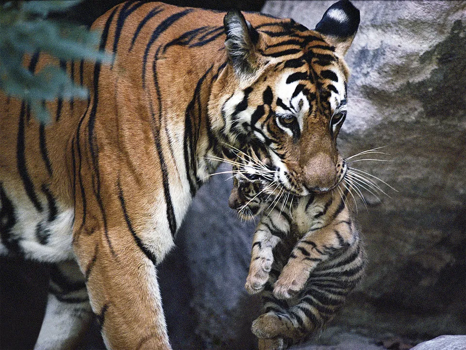 A mother tiger carefully carries her cub by the scruff of its neck.
