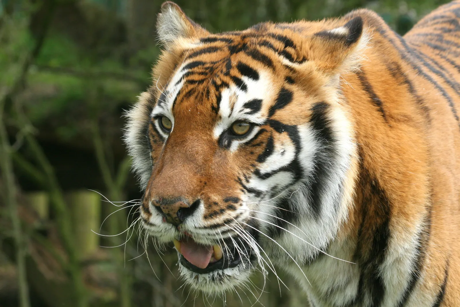 A close-up portrait of a tiger with its mouth slightly open, revealing its tongue and teeth.