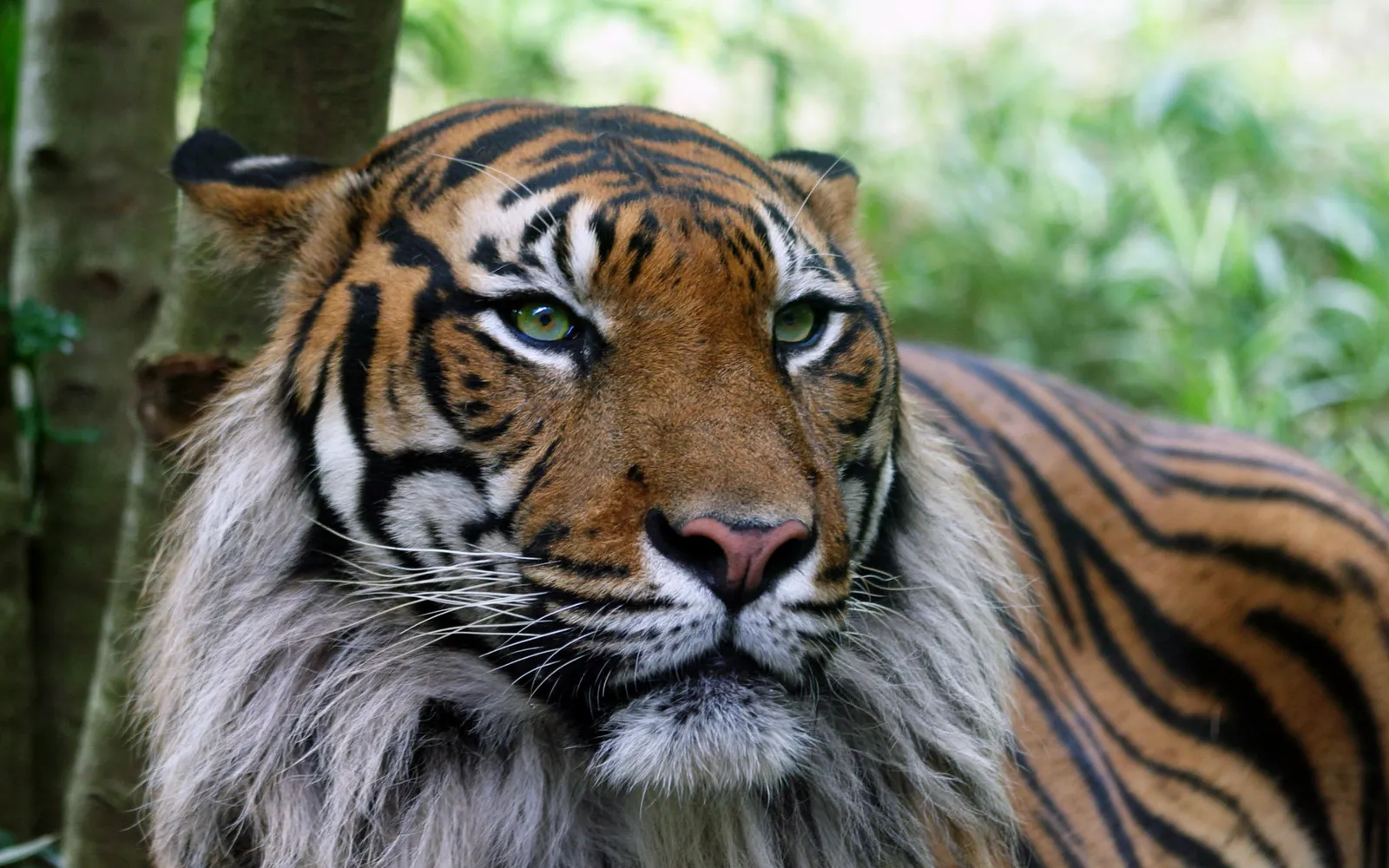 Close-up of a tiger's face with striking green eyes and black stripes, set against a blurred green background.