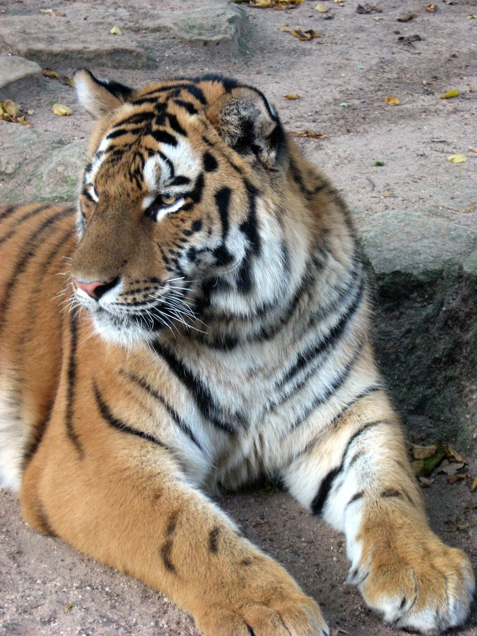 A tiger with orange and black stripes lies on the ground, looking to the left.