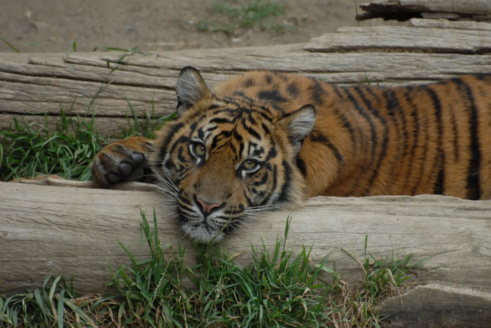 A tiger rests its head on a weathered log, with grass around it.