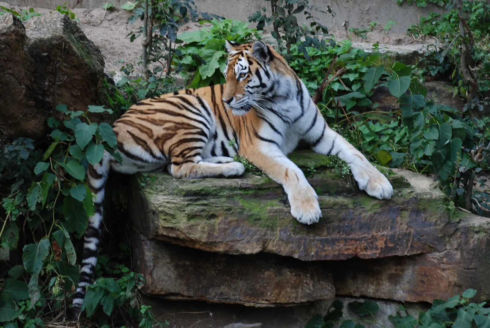 A tiger with orange and black stripes lies on a rocky surface surrounded by green foliage.